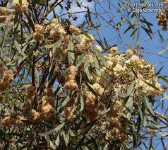 Image result for Eucalyptus sp.