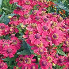 Spring Hill Nurseries Jewel Helenium Live Bareroot Perennial Plant In Red Flowers 3 Pack Flower Garden Plans Spring Hill Nursery Flower Pots