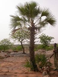 Image result for Hyphaene