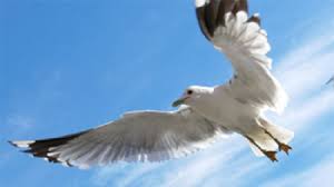 If you love someone set them free. The Flight To Freedom By Sutapa Chaudhuri