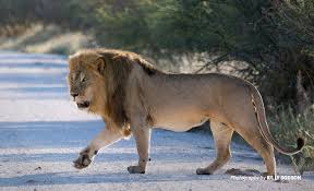 To put it in simple words, lion is a journey that grabs you entirely ; Recovering Africa S Lost Lion Populations