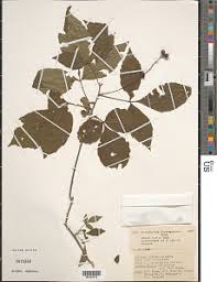 Image result for Allophylus ferrugineus