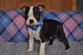 The boston terrier may be a small dog breed but they definitely love to get a lot of exercise. Boston Terrier Puppies For Sale Texas Vp Ranch