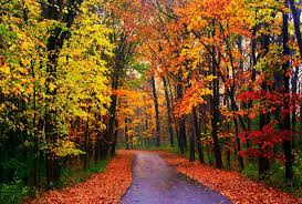 Autumn Tag Nice Path Forest Beautiful Foliage Nature Lovely Road Autumn Trees Colorful Leaves Wallpapers Dark For Hd Beautiful Forest Tree Photography Nature