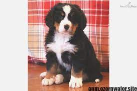 Bernese mountain dog puppies near michigan. Personalized Dog Bandana Bernese Mountain Dog Puppy Bernese Mountain Dog Mountain Dogs