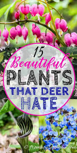 In general deer and rabbits avoid plants with a sticky or rough texture, plants with spines or prickles and many plants with. 86 Deer Rabbit Resistant Gardens Ideas In 2021 Deer Resistant Plants Deer Resistant Garden Deer Resistant Landscaping