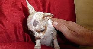 La socializzazione da cuccioli è importante per dare il benvenuto ai visitatori.creste. Non Comprate Cuccioli Da Borsetta Adottateli Nei Canili Cremazione Animali E Cimitero Animali Milano