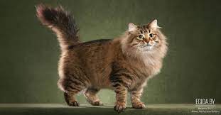 sibirskaya koshka porody koshek enciklopediya o zhivotnyh egida by