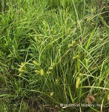 Image result for Carex lycurus