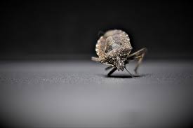 Pest control in southwest florida is environmentally unique and requires the expert's individual attention. Pest Control Cape Coral Fl Pest Management Pest Removal