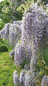 That Time Of The Year Again So Beautiful Wisteria Gardening Garden Diy Home Flowers Roses Nature Landscaping Ho Wisteria Time Of The Year Beautiful