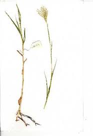 Image result for Bothriochloa radicans