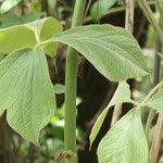 Image result for Dioscorea dregeana