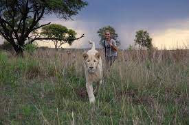 Mia And The White Lion White Lion White Lion Images Black And White Lion