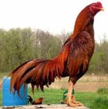 Ayam petarung dengan jenis kaki rotan pukul badan. Ciri Ayam Bangkok Pukul Saraf Lentera Inspiratif