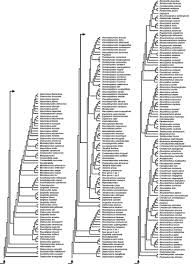 Image result for Embelia welwitschii