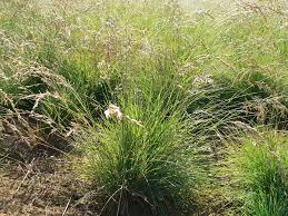 Image result for Poa schimperiana