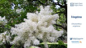Image result for Cycnium jamesii