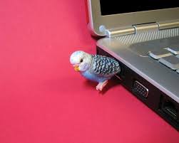 muhabbet kusu usb surucu bu cok sirin muhabbet kuslari usb kusu