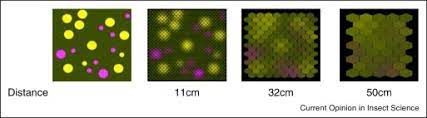 Seven experiments on pattern vision of the honeybee, with a model. Shared Floral Displays Through Bee Eyes Shown Is A Simulated Flower Download Scientific Diagram