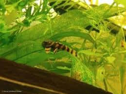 Image result for Agelanthus sp. aff. A. brunneus