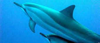 مرگ و میر بی‌سابقه‌ی دلفین‌ها در خلیج فارس – DW – ۱۳۸۶۸۱۲
