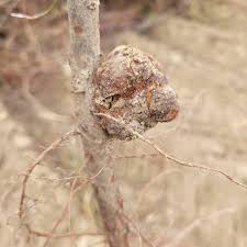 Image result for Rhizobium radiobacter, syn. Agrobacterium tumefaciens