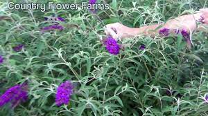 How To Deadhead A Butterfly Bush Flower Farm Butterfly Bush Plants