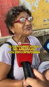 🐈🌳EL GATITO RESCATADO DEL ÁRBOL PUDO VOLVER CON SU DUEÑA🌳🐈