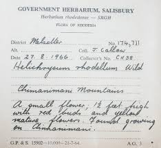 Image result for Helichrysum rhodellum