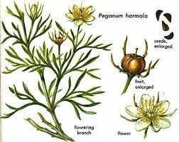 Syrian Rue Jpg 500 397 Pixels Syrian Rue Psychoactive Plants Flower Branch