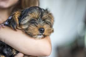 Do you crave a cuddle? Which Small Animals Like To Cuddle 12 Snuggly Pets Lovetoknow