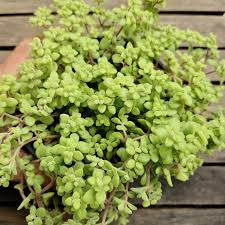 Image result for Crassula expansa