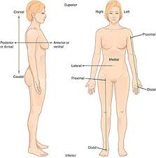 N the study of the structures of living things. Anatomical Terminology Wikipedia