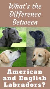 Useful Guide To Know The Difference Between American And English Labradors English Labrador Labrador Retriever American Labrador
