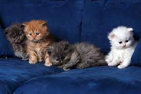 en sirin yavru hayvan resimleri en guzel hayvanlar wallpapers rooteto cute kittens sevimli hayvan yavrulari hayvan bebekler