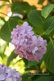 Check spelling or type a new query. Best Time To Transplant Hydrangeas The Garden Bench