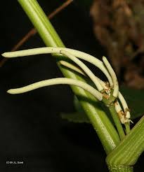 Image result for Piper umbellatum