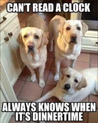 The most recent published articles. 87 Labrador Foxred Ideas Labrador Dogs Fox Red Labrador