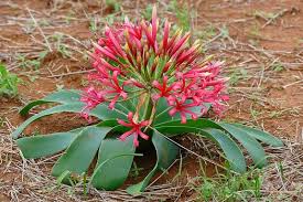 Image result for Ammocharis