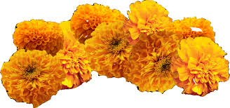 Flowers Clipart Background 1382 648 Transprent Png Free Download Tagetes English Marigold Flower Cleanpng Kisspng How to draw a realistic marigold flower easy and simple | sayataru creation first draw the center of the flower which is a circle with small lines around it. flowers clipart background 1382 648