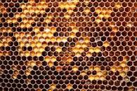 Resultado de imagen de pan de abeja