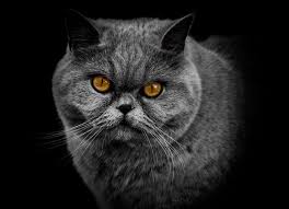 505 91 animal blue cartoon. 1000 Amazing Cat Images Download Free Photos Visualhunt