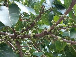 Image result for Ficus ingens