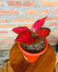 Kemahalannya terlihat dari kombinasi warnanya yang sangat cantik. Jangan Kaget Ini 9 Jenis Aglaonema Dengan Harga Termahal Tahun 2020 Ada Aglaonema Khanza Portal Probolinggo