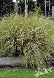 Image result for Poa binata