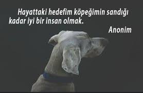 cagdas emlak yatirim adli kullanicinin cagdas hayvan panosundaki pin hayvan sozleri guzel soz ozlu sozler