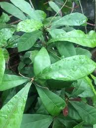 Image result for Synsepalum revolutum