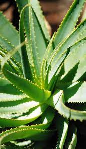 ¡compra con seguridad en ebay! El Papel Del Aloe Vera En La Regulacion De La Insulina