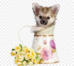 Erwachsene hunde, die wie welpen aussehen, natürlich auch. Havaneser Hund Chihuahua Welpe Katze Haustier Rosen Und Teacup Hunde Png Herunterladen 653 800 Kostenlos Transparent Begleithund Png Herunterladen